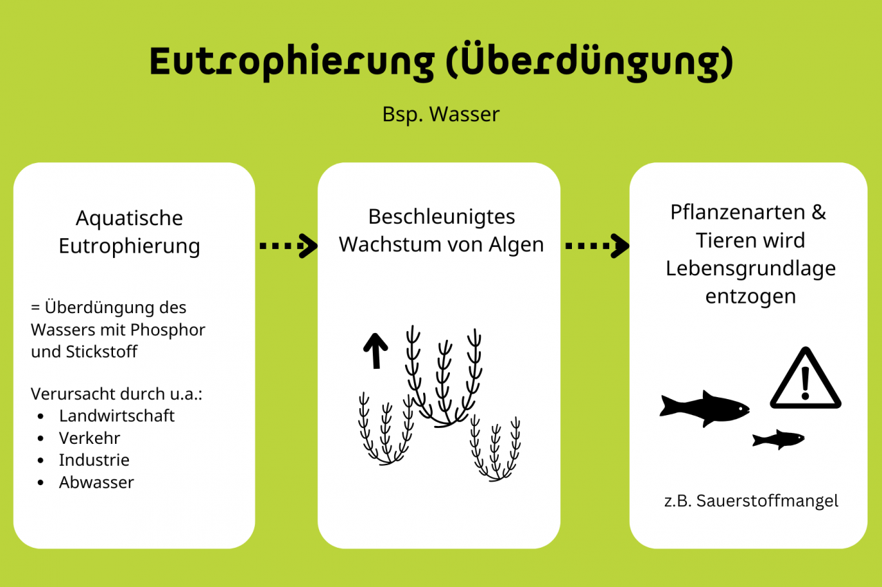 Die Eutrophierung führt zu vermehrtem Algenwachstum, was wiederum durch Sauerstoffmangel in den Gewässern eine Gefahr für die Tier- und Pflanzenwelt in Gewässern führen kann.